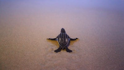 High tides and nest thieves, who dig up and steal the eggs also pose a threat to the species, which are considered endangered in Thailand. Reuters