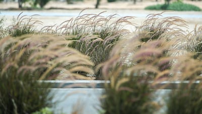 The greenery around Khalifa City in Abu Dhabi is becoming lighter due to the summer heat. Victor Besa / The National