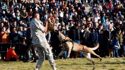 Residents watch a dog attack a trainer during a dog show at the beach of Gaza City. AP Photo