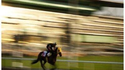 Buena Vista has looked in good shape at Meydan this week in the build up to tomorrow's big race.