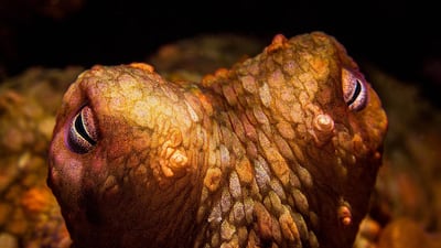 The eyes of a two-spot octopus. In spite of their remarkable abilities, they live just a few years and some die naturally aged just six months. Getty Images