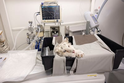 X-rays also showed a metal pin has been placed in one of the cub's back legs. Reuters