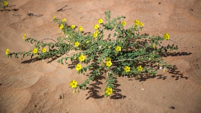 The pioneering project is visited by more than 250,000 people every year.