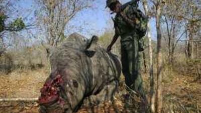 The corpse of a slaughtered rhino lays on the ground in a national park in South Africa.