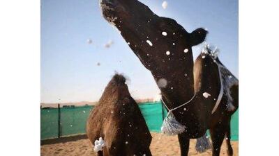 Camels, the theme of the festival, are also a key subject for Photographer's Eye competitors. Galen Clarke / The National