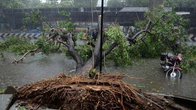 In this photograph taken on December 12, 2016, bystanders look at a tree that fell across a street in Chennai, after Cyclone Vardah crossed the Indian coast in the southern state of Tamil Nadu. AFP / AFP / STR