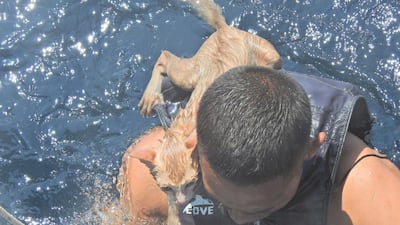 A Thai navy officer swims with a rescued cat on his back. Reuters