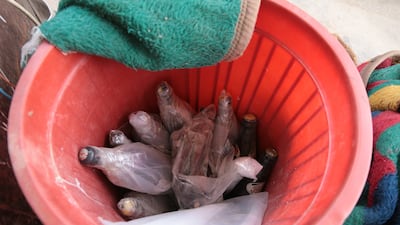 Soft drink bottles filled with poison gas, which were retrieved from an ISIL bomb factory in west Mosul, are haphazardly stored in a bucket at an Iraqi military base outside the city. Florian Neuhof for The National