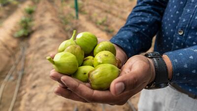 About 800 fig trees planted in a greenhouse in December are already bearing fruit.