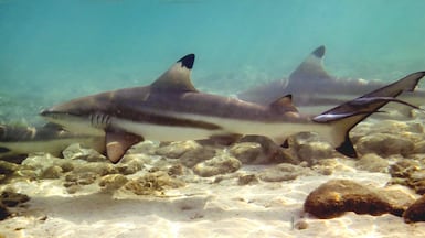 Blacktip reef sharks live in the UAE's waters. The country is home to a rich variety of animal and plant species. Photo: Shamsa Al Hameli