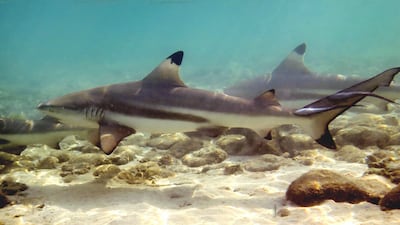 Blacktip reef sharks live in the UAE's waters. The country is home to a rich variety of animal and plant species. Photo: Shamsa Al Hameli