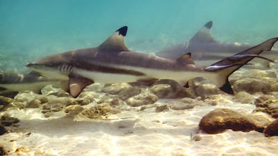 The blacktip reef shark is among the most commonly encountered shark species in UAE waters. Photo: Shamsa Al Hameli
