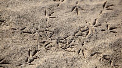Bird tracks at the Al Wathba Wetland Reserve in Abu Dhabi. Christopher Pike / The National