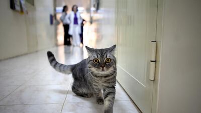 Abu Dhabi has registered a sharp rise in cat adoptions in recent years. Silvia Razgova / The National