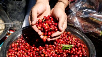 Fresh Arabica coffee beans in Sanaa. EPA