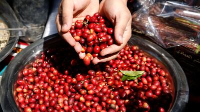 Fresh Arabica coffee beans in Sanaa. EPA