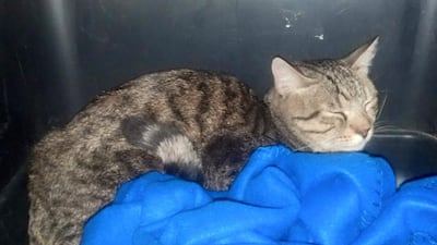 Felix the cat has been found after a search. The picture is taken from a Facebook page called Jack The Cat is Lost in AA Baggage at JFK