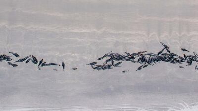 The whale carcasses will be left to decompose on the beach.