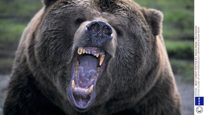 Bears have taken the blame for millions of euros of damage in Macedonia. Sharon Bailey / Rex Features