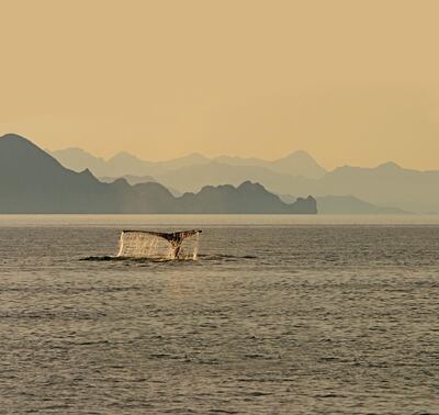 A whale sighting in the Sea of Cortez, Baja California. LEX Photo Library