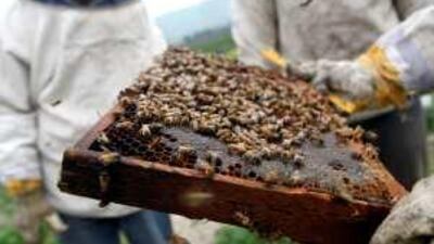 Bee colonies across the country are being attacked by parasites.