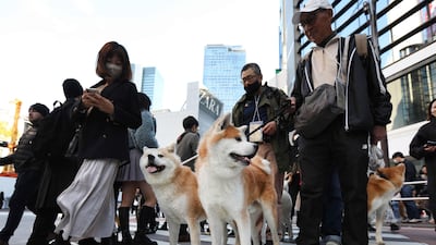 Around 40 Akita dogs with their owners take part in a parade to mark the 100th anniversary of the birth of the legendary dog Hachiko, in Tokyo's Shibuya district on December 2, 2023. (Photo by JIJI PRESS / AFP) / Japan OUT
