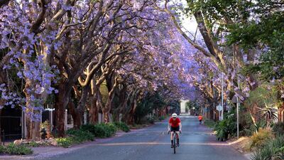 A cyclist rides under Jacaranda trees as they bloom in the Melville suburb of Johannesburg, South Africa. EPA