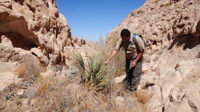 Dwarf palm, one of the rarest plants in Abu Dhabi, at Jebel Hafeet