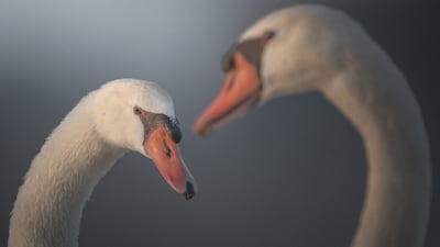 Bansal (UAE Wildlife).