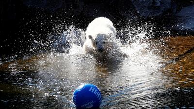 The Tierpark Berlin zoo names its female polar bear cub 'Hertha' during a ceremony in Berlin, Germany. Reuters