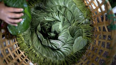 A vender stacks betel leaves in a basket at a market in suburban Yangon, Myanmar. Gemunu Amarasinghe / AP