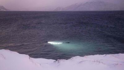 'I'm in the water next to two super-predators that accept me. It's majestic,' Guerin-Boeri said after his first dive with the mammals