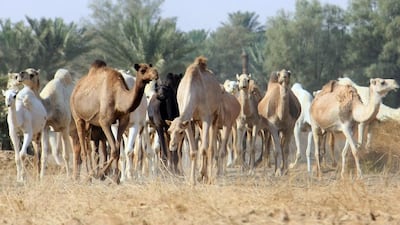 Camels in Qassim desert, 350 kilometres north of the Saudi Arabia capital Riyadh. AFP