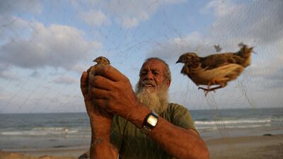 A Palestinian man takes out a quail from a net after catching it on a beach in the southern Gaza Strip. Reuters