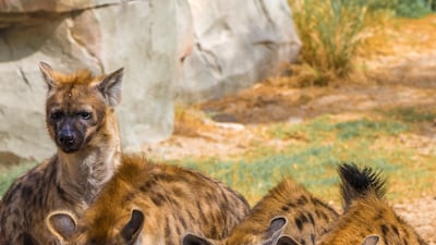 In its new season, visitors can see new animals, such as the squirrel monkey, the Mona monkey, the Arabian wolf, and the northern white-cheeked gibbon.