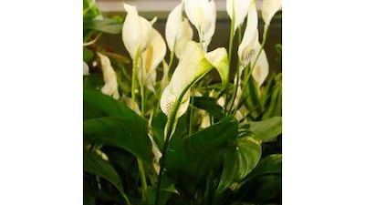 The Peace Lily, or Spathiphyllum, can thrive in difficult interior conditions.