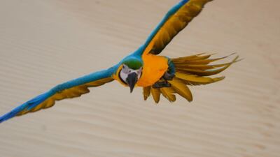 Rio, who has now acquired quite a bit of social-media fame. Courtesy Steve Thompson