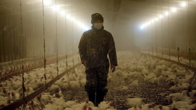Six-part Netflix documentary series Rotten investigates chicken farming and associated risks to our health, as part of the consolidated global food industry. Courtesy Netflix