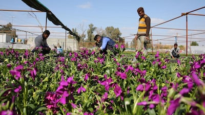 Iraqi workers work at a field in the capital Baghdad. Sabah Arar / AFP