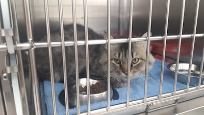 Tare is a male grey tabby domestic long hair