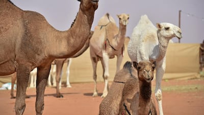 Camels, seen here compete in the beauty pageant of the annual King Abdulaziz Camel Festival in Rumah, could have a crucial role to play in the fight against diabetes. AFP