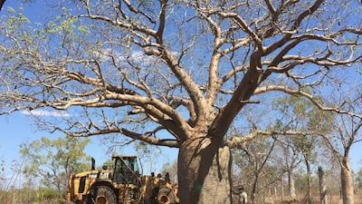 Baobabs are identifiable by their bulky trunks and slim branches. Photo: Cycad Enterprises