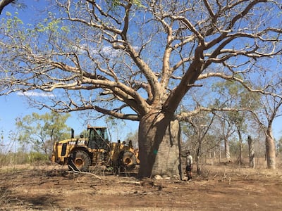 Baobabs are identifiable by their bulky trunks and slim branches. Photo: Cycad Enterprises