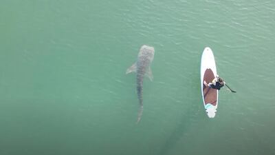 The shark appears to be a juvenile, measuring about two metres long. Fully grown adults are typically five to 10 metres long