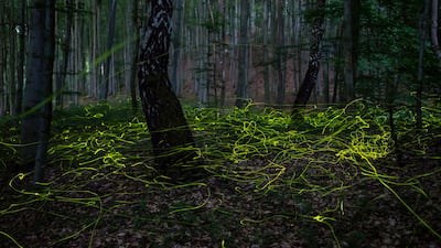 A multiple long exposure picture shows fireflies swarming in a forest near Salgotarjan, Hungary, 28 June 2022 (issued 29 June 2022). EPA / PETER KOMKA HUNGARY OUT