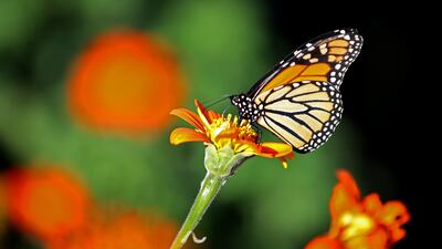 A monarch butterfly lands on a flower at the Rinconada Community Garden in Palo Alto, California. AFP