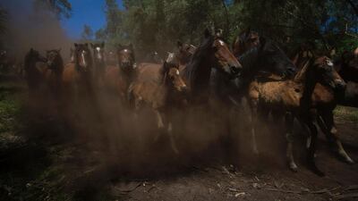 Wild horses run through the hills of Sabucedo, some 40 kilometres from Santiago de Compostela, northwestern Spain, on July 2, 2016, during the 400-year-old horse festival called “Rapa das bestas” (Shearing of the Beasts). Hundreds of wild horses are rounded up from the mountains to be trimmed and marked. AFP