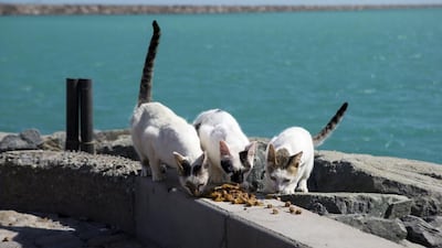 Feral cats eat food donated by volunteers on Lulu Island in Abu Dhabi. Christopher Pike / The National, file