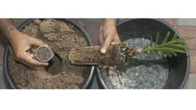 Mycorrhizal fungi spores are placed in a pot alongside a date palm sapling. The fungi attach themselves to the roots of the sapling and aids its ability to find water and therefore to grow. Jeff Topping / The National