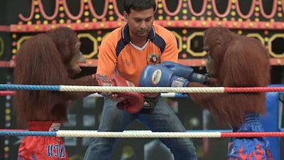 Orangutans prepare for a Muay Thai kickboxing bout at Safari World.